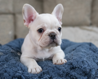 Cream female French Bulldog puppy sitting on a blue blanket